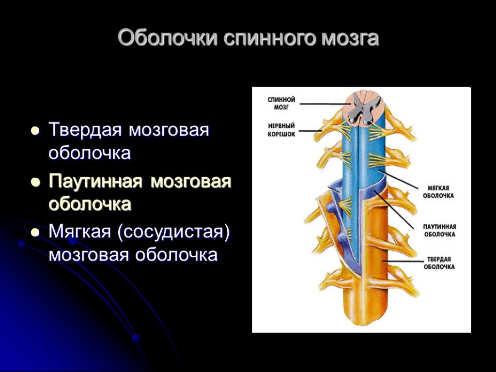 Оболочки спинного мозга Твердая мозговая оболочка Паутинная мозговая оболочка Мягкая (сосудистая) мозговая оболочка